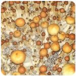 Псилоцибиновые (галлюциногенные) грибы в Югорске Psilocybin "Golden Teacher" Псилоцибиновые (галлюциногенные) грибы в Югорске Psilocybin "Golden Teacher"