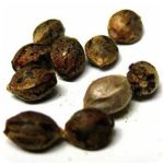 Семена марихуаны АК-47  (Seeds AK-47) в Югорске